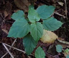 Circaea × intermedia, photograph (c) Thomas Gyselinck, some rights reserved (CC BY)