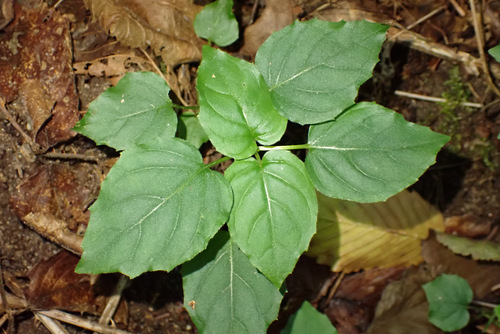 Circaea × intermedia, photograph 6