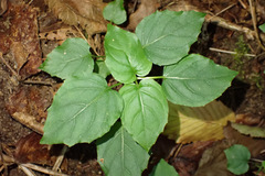 Circaea × intermedia, photograph (c) Thomas Gyselinck, some rights reserved (CC BY)