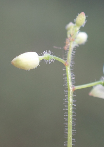 Enchanter's nightshade (Circaea × intermedia)