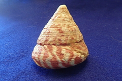 Trochus maculatus