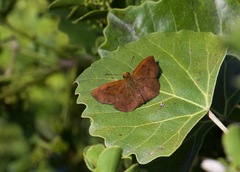Eagris nottoana