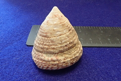 Rochia virgata