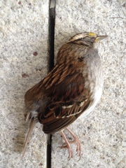 Zonotrichia albicollis