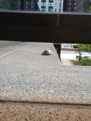 Zonotrichia albicollis