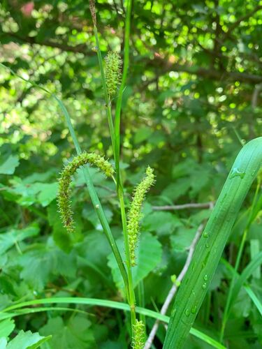 Big Leaf Sedge
