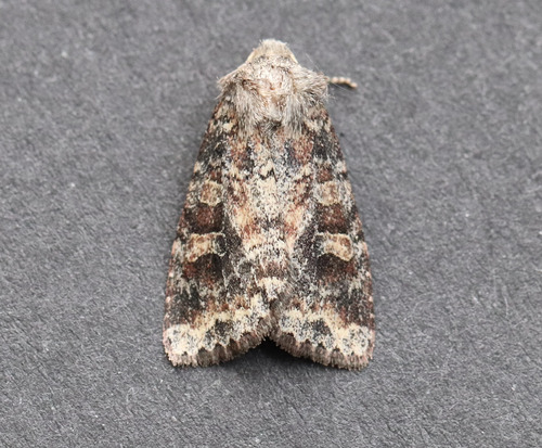 Suspected Moth photo 4