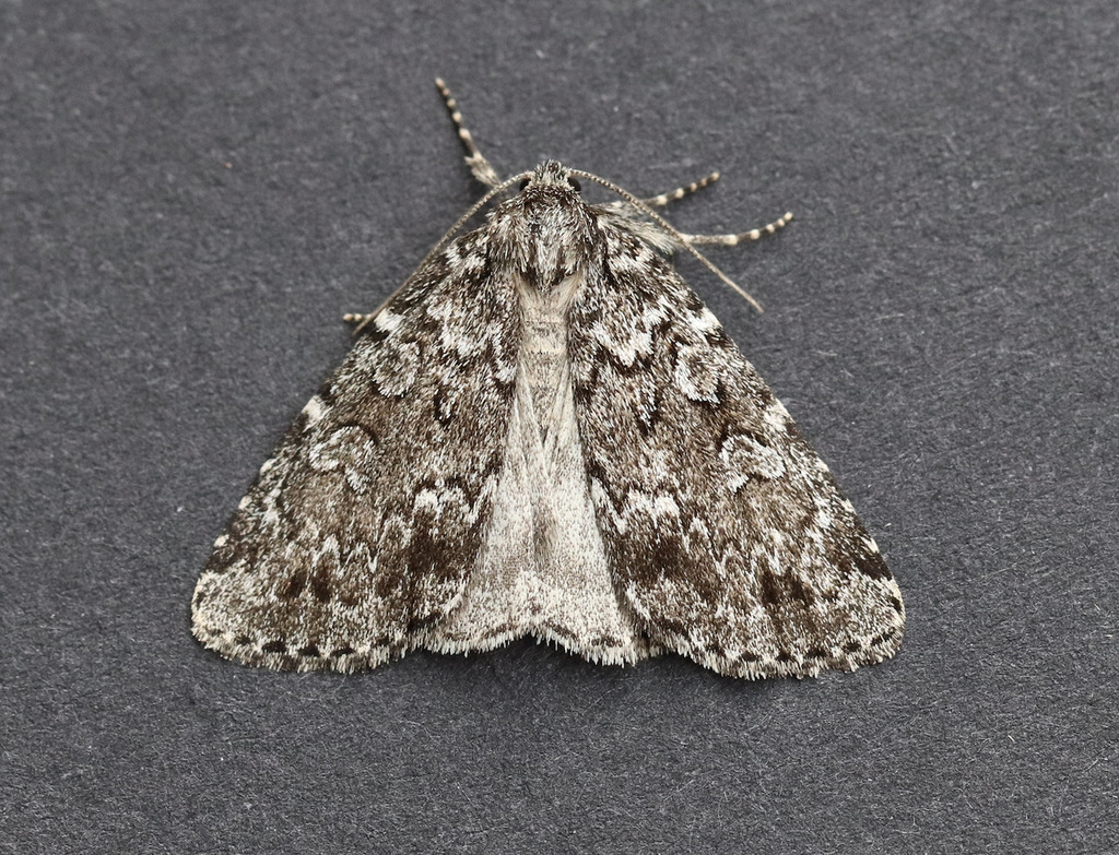 Xestia lupa