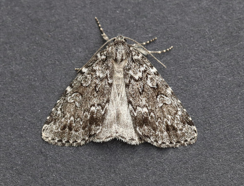Xestia lupa