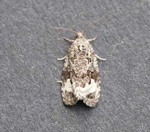 Sallow Apotomis Moth photo 5