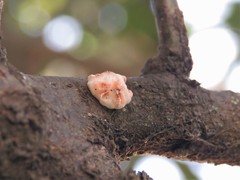 Ceroplastes grandis
