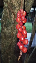 Anthurium gracile