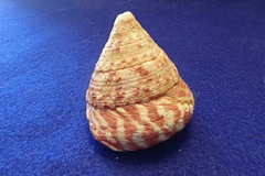 Trochus maculatus