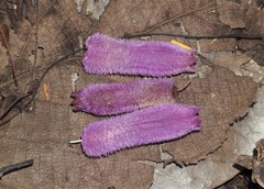 Palicourea lasiantha