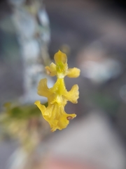 Erycina pumilio