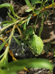 Luffa operculata