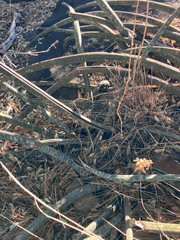 Dracaena hallii, photograph rosshawkins, CC0, iNaturalist via GBIF