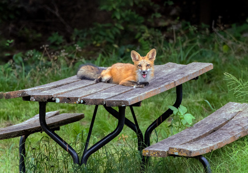 Red Fox photographed in Oklahoma