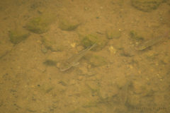 Sarotherodon melanotheron