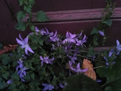 Campanula poscharskyana