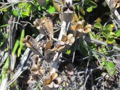 Gasteria acinacifolia