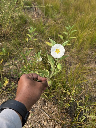 Large-flowered Ground-cherry (Leucophysalis grandiflora)