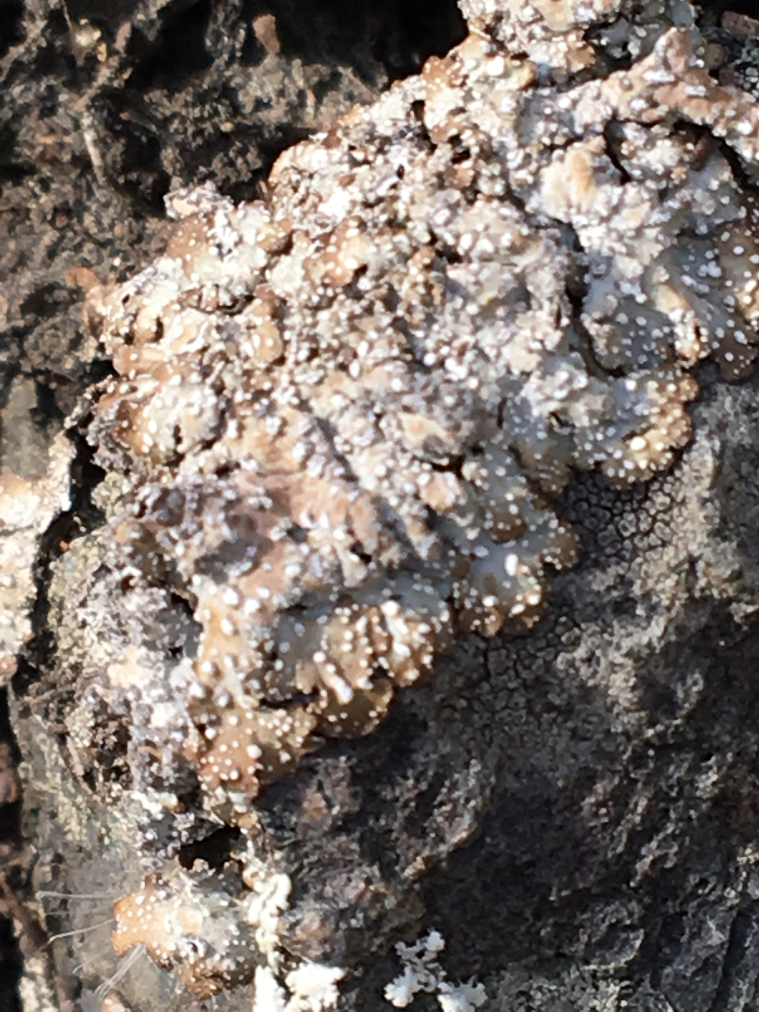 Punctelia stictica image