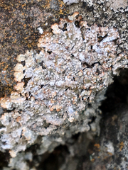 Punctelia stictica