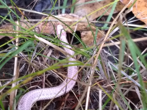 Northwestern Garter Snake, Olympia, WA, USA, photo 9 of 10