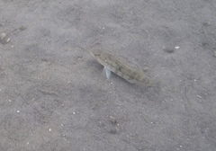 Paralabrax nebulifer