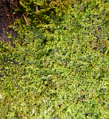 Lepidolaena taylorii