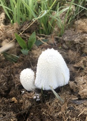 Coprinopsis nivea