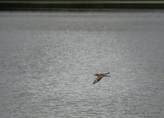 Burhinus senegalensis