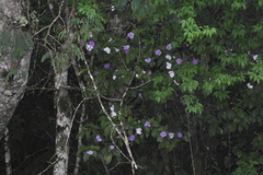 Brunfelsia cuneifolia