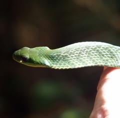 Erythrolamprus typhlus