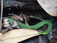 Erythrolamprus typhlus