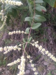 Asterohyptis stellulata