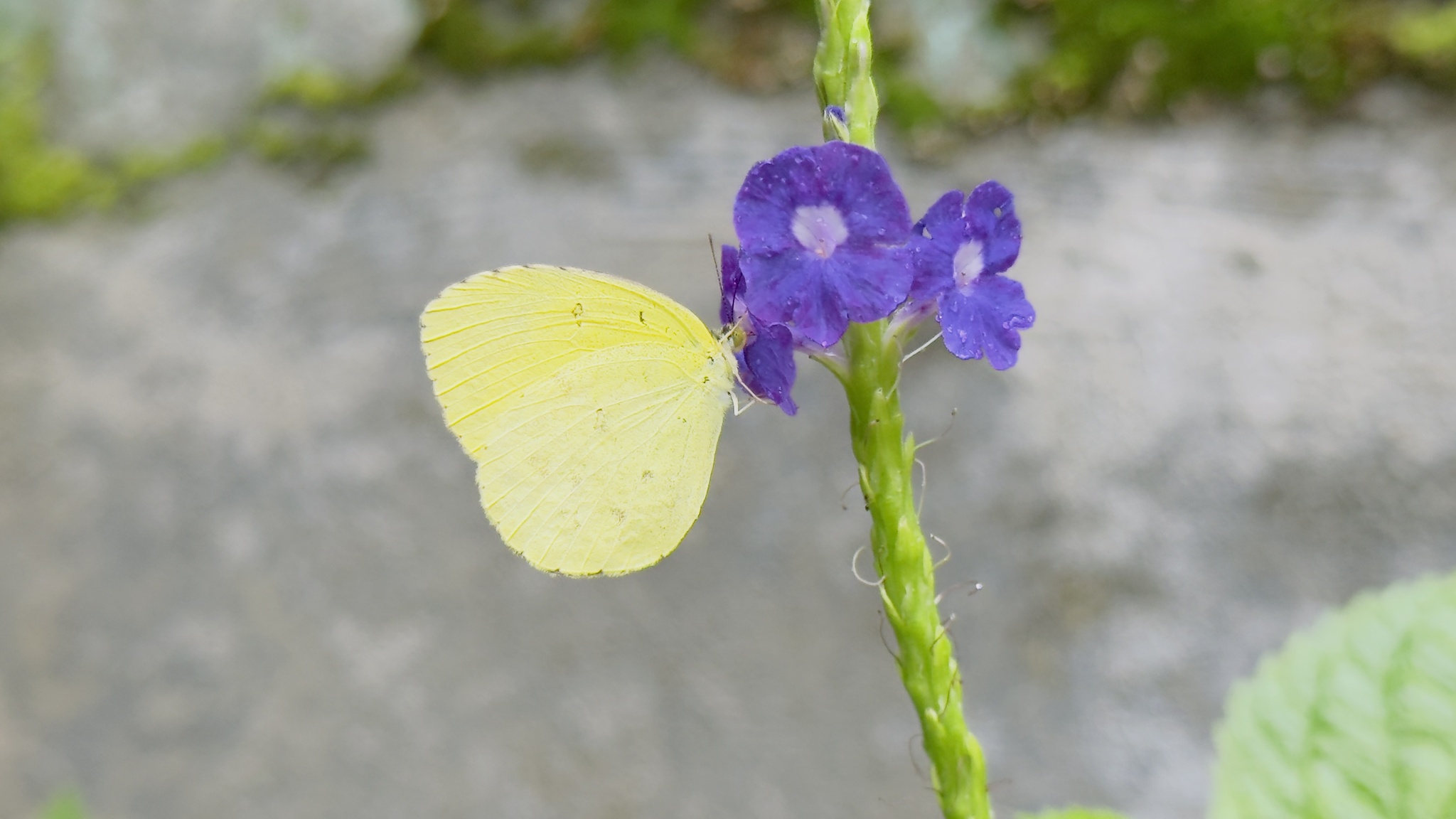 Common Grass Yellow