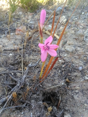 Image of Watsonia dubia by (c) bullwooding, some rights reserved (CC BY)
