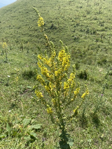 Caucasian Mullein (Verbascum pyramidatum)