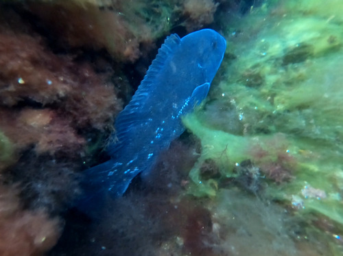 Tautog-lipvis (Tautoga onitis) — Labridae