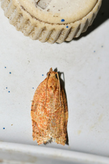 Argyrotaenia urbana