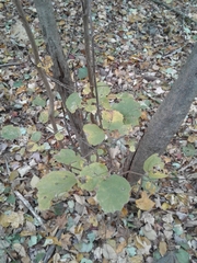 Fothergilla