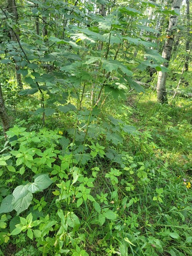 Наблюдение на iNaturalist