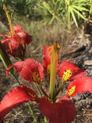Lilium catesbaei image