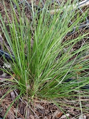 Nassella pulchra