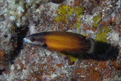 Labropsis australis