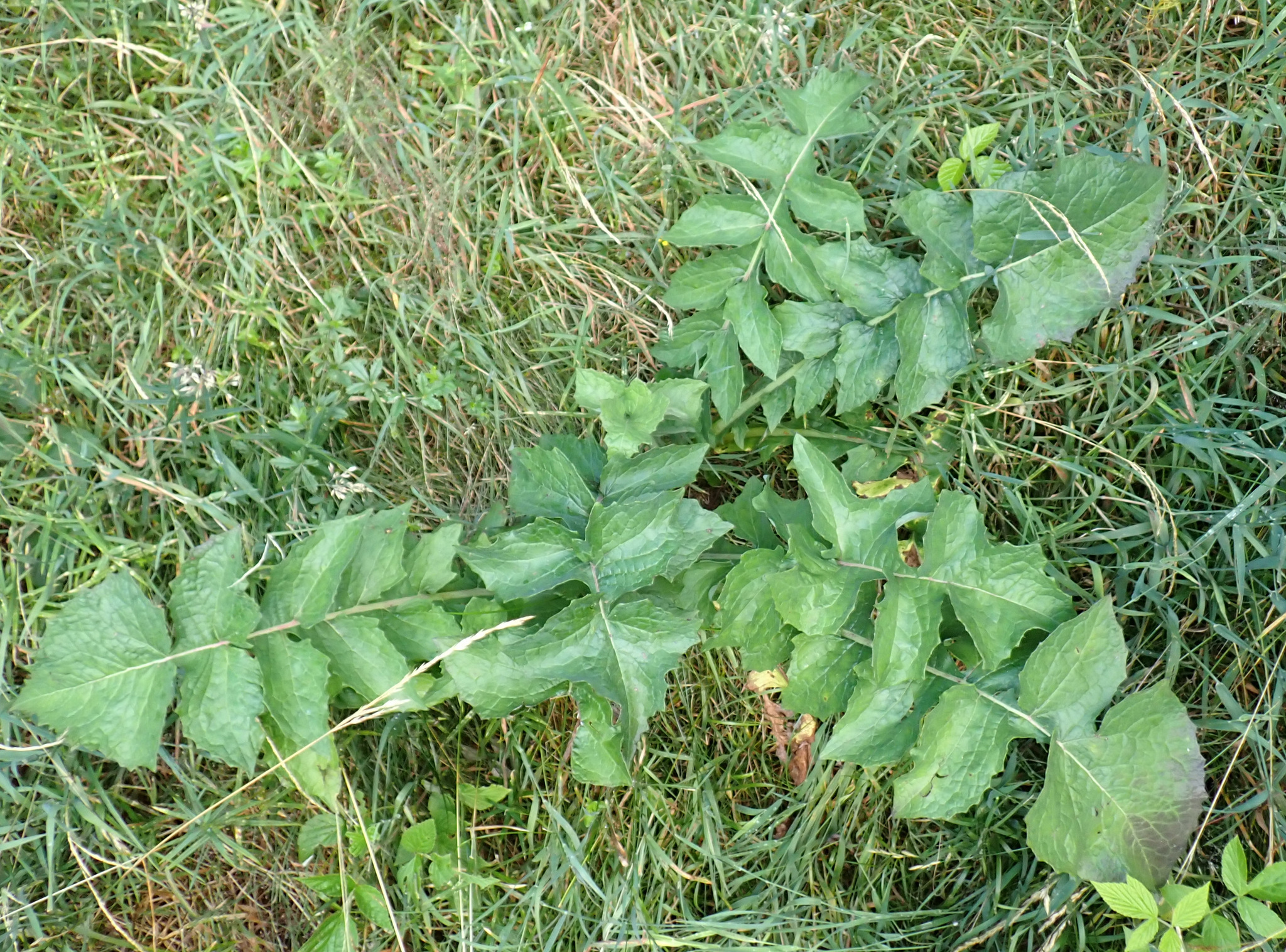 Hairless Blue-Sowthistle (Lactuca plumieri)