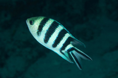 Abudefduf sexfasciatus