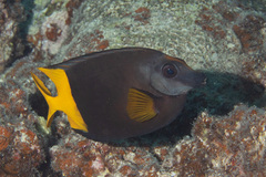 Siganus uspi